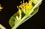 Autumn goldenrod 